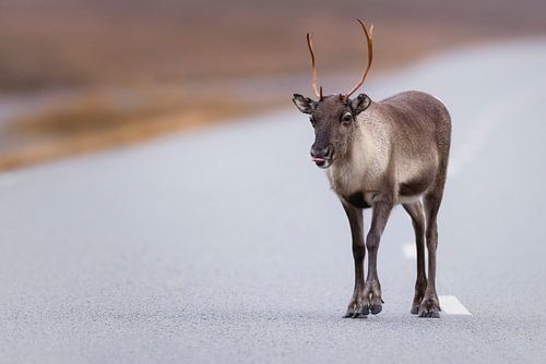 Cheeky reindeer