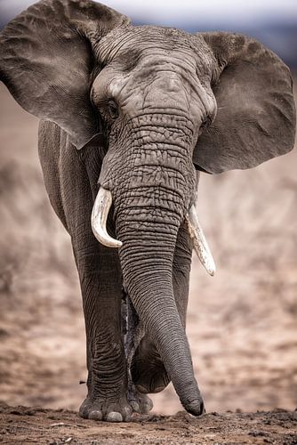 elephant