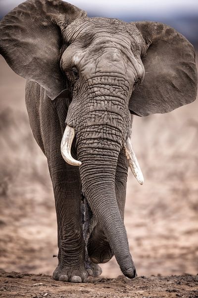 elephant by Design Wall Arts