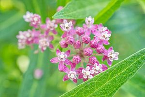 Pink and White Milkweed Flower