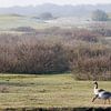 Rustpauze op Schiermonnikoog von Wies Steenaard