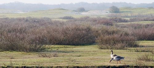 Rustpauze op Schiermonnikoog von Wies Steenaard