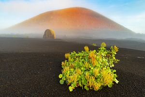Wings of light - The first breath of the Caldera Colorada