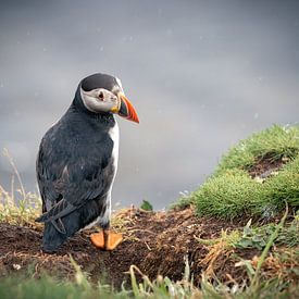 Puffin in the rain by Marjolein Fortuin