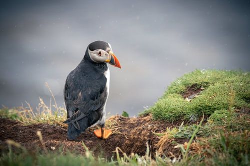 Papegaaiduiker in de regen