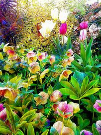 Spring Delight by Dorothy Berry-Lound