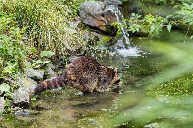 Raccoon in a stream by Jan Schneckenhaus