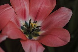 Betoverend roze bloem