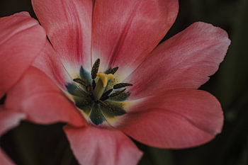 Enchanting pink