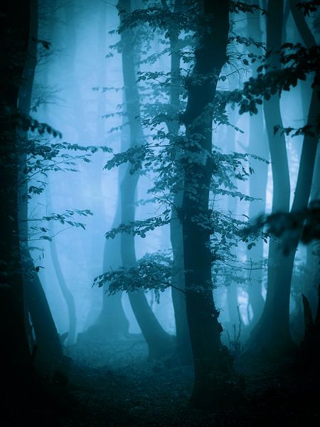 Herfts in het bos (blauwtinten) van Mark Scheper