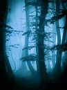 Herfts in het bos (blauwtinten) van Mark Scheper thumbnail