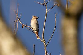Pestvogel auf einem Ast von Paul Kuneken