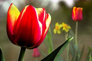 FLORA : TULPEN IM FRÜHLING