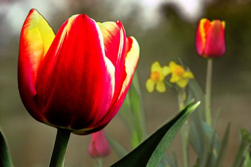 FLORE : TULIPES AU PRINTEMPS