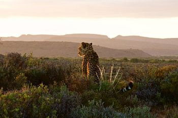 Cheetah, gazing at the sundown