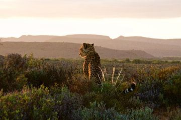 Cheetah, gazing at the sundown van Rick Crauwels