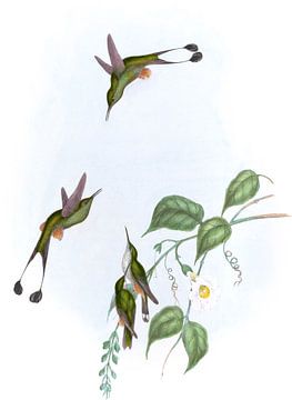 Roodboot racket-tail, John Gould van Hummingbirds