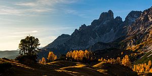 Berglandschaft "Leuchtende Lärchen bei Sonnenuntergang".