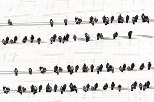 Musik der Tauben