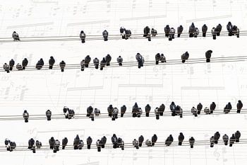 Music of the pigeons