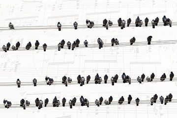 Musik der Tauben von Arjen Roos