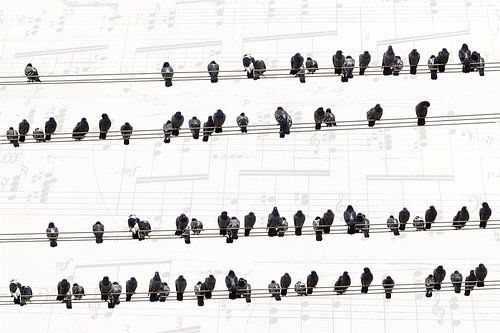 Muziek van de duiven