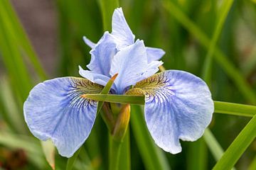 Fleur Iris de Sibérie sur Claudia van Kuijk