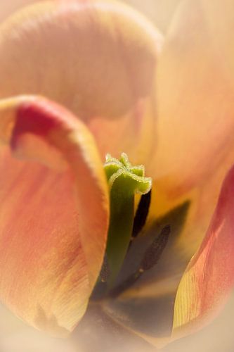 Tulp in zachte vorm. van Alie Ekkelenkamp