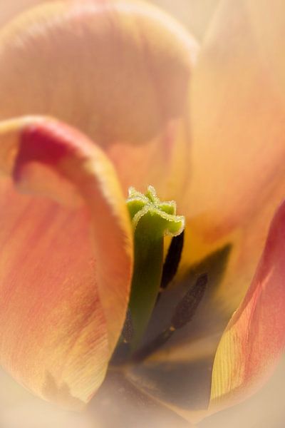 Tulip in soft form. by Alie Ekkelenkamp