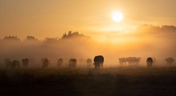 Vaches dans la brume matinale sur Bart Ceuppens