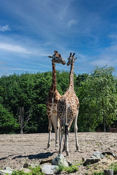 L'amour des animaux par René Ouderling