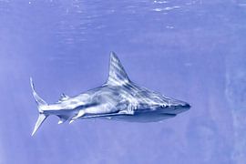 Hai im Aquarium des Blijdorp Zoo Rotterdam von Gerard van Herk