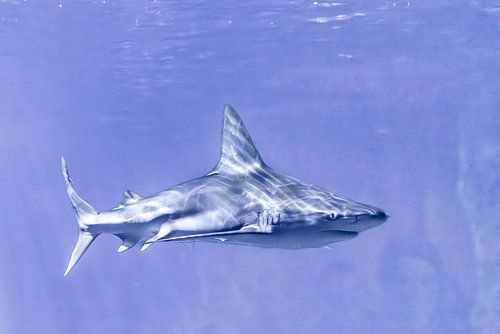 Hai im Aquarium des Blijdorp Zoo Rotterdam