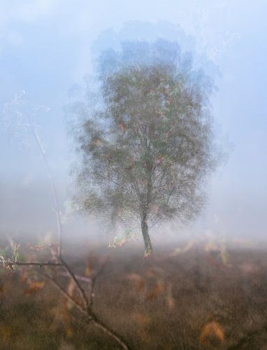 Wolfhezerheide part 60