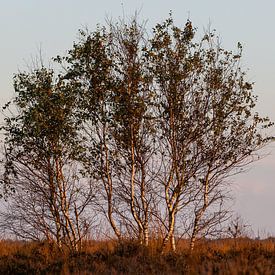 Birkenhain im Abendlicht von Dick Doorduin