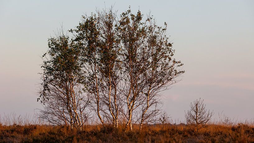 Birch grove in evening light by Dick Doorduin