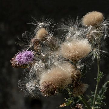 Une histoire d'été. sur Alie Ekkelenkamp