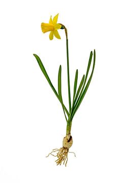 Jonquille jaune / clochette de jonquille avec bulbe et fleur sur fond blanc