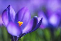 Krokus in paars
