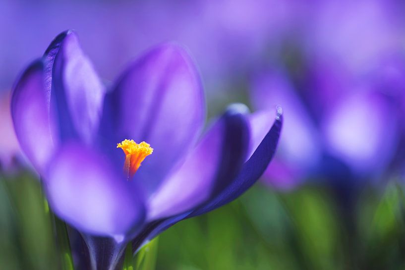 Krokus in paars par Annet Piek