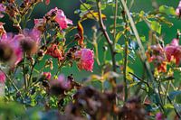 Flowerbush