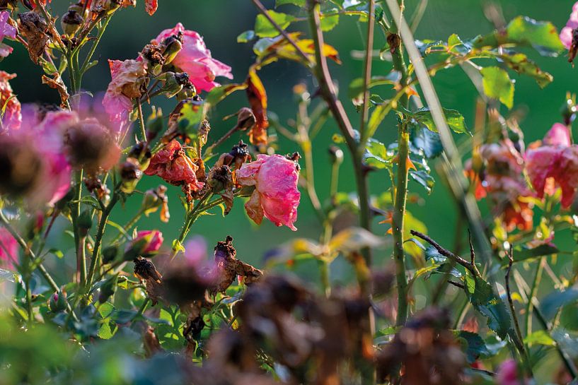 Blumenstrauch von SuparDisign
