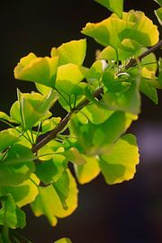 Ginkgo d'automne