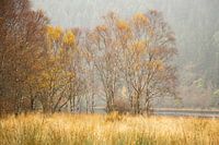 Birken im Herbst