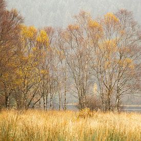 Birch trees in autumn by Irma Meijerman