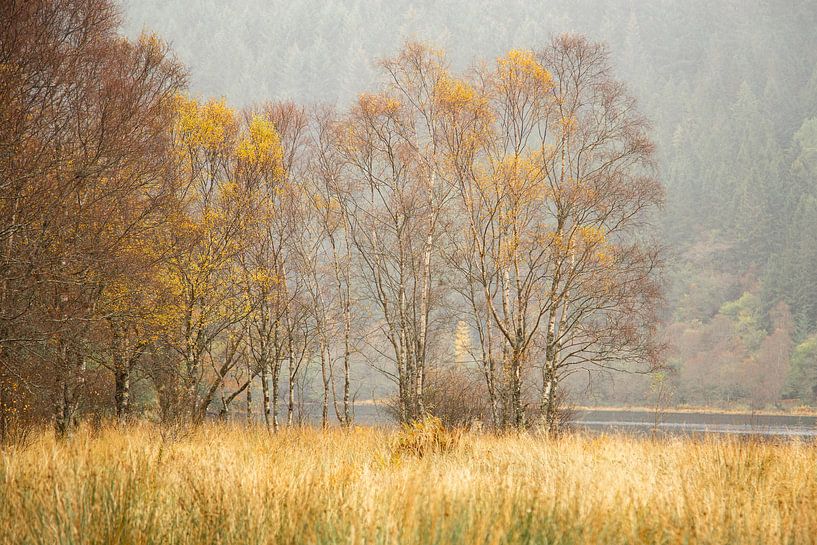 Birch trees in autumn by Irma Meijerman
