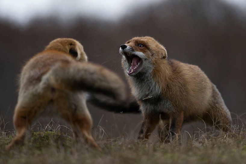 Red Foxes ( Vulpes vulpes ), two adult in agressive fight, fighting, threatening with wide open jaws by wunderbare Erde