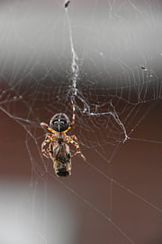 Shelob 3 von Erik Buitenhuis