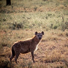 Hyena in de zon van Niels pothof