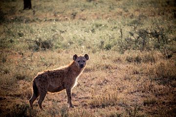 Hyena in de zon van Niels pothof